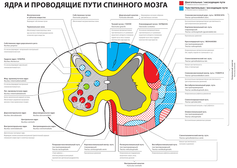 Пути в спинном мозге схема