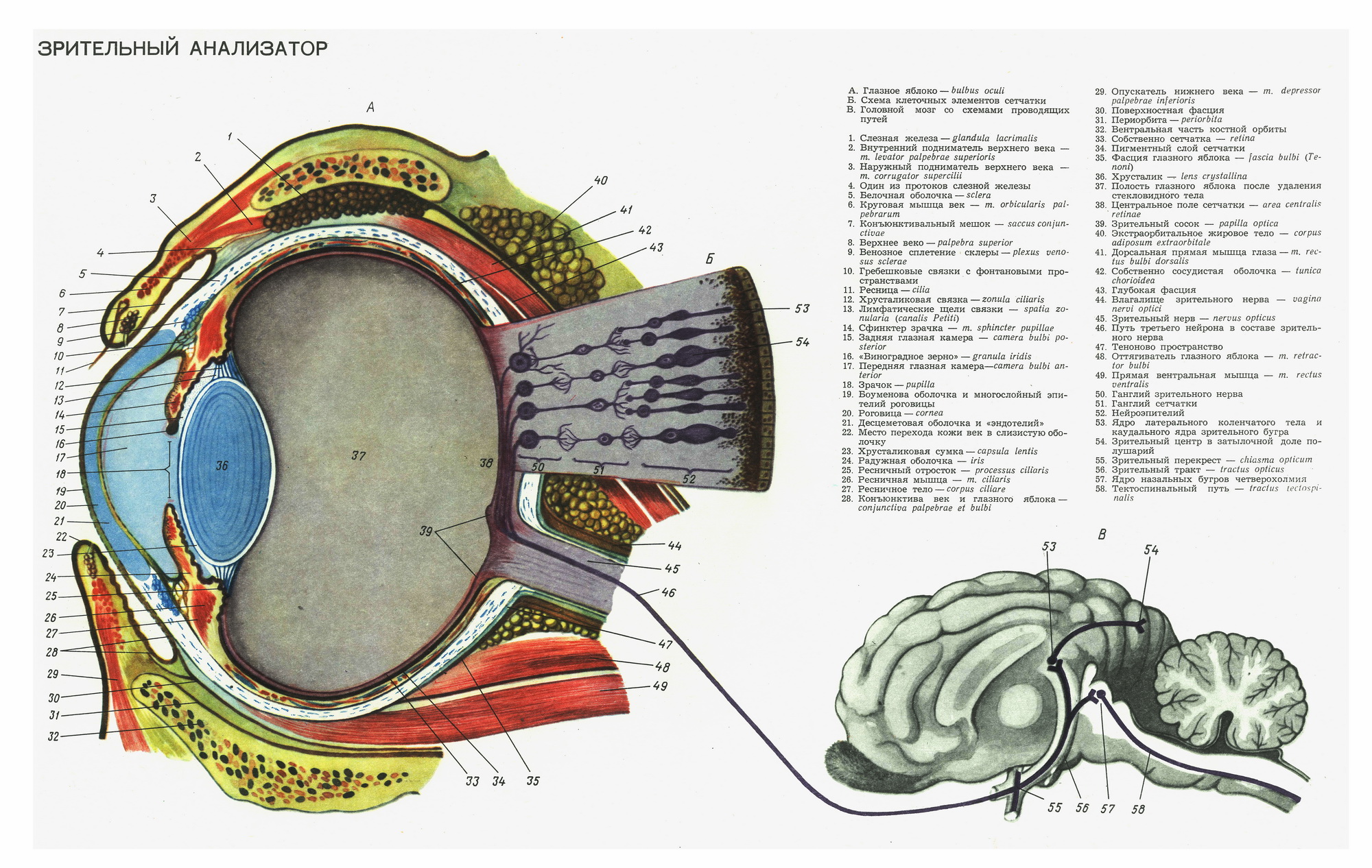 Зрительный анализатор схема анатомия