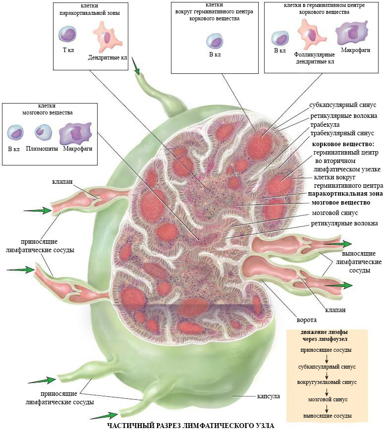 Строение лимфатического узла рисунок