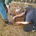 Студенты 2 курса участвуют в витаминизации молодняка овец, принадлежащих ГПП «Витебское племпредприятие»